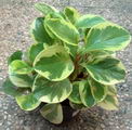 قاشقی , Peperomia, Green_ripple Plant,Baby Rubber Plant, Pepper Face, American Rubber Plant, Desert 